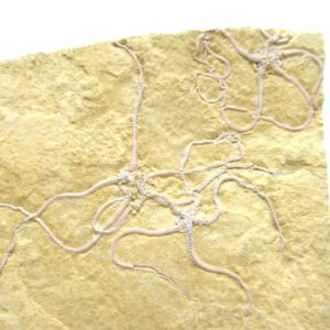 Genuine Jurassic Age Brittle Star Fossil for Sale from Germian #38