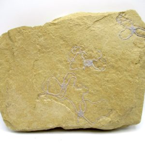 Genuine Jurassic Age Brittle Star Fossil for Sale from Germian #43