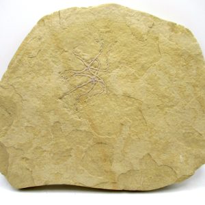 Genuine Jurassic Age Brittle Star Fossil for Sale from Germian #45