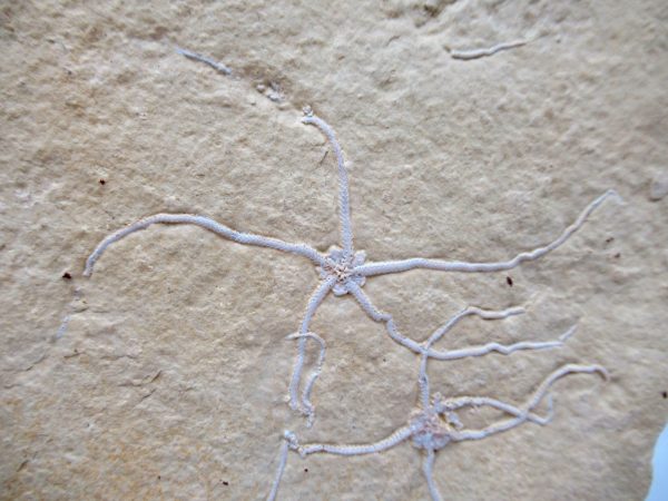 Genuine Jurassic Age Brittle Star Fossil for Sale from Germian #47c