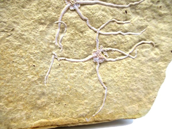 Genuine Jurassic Age Brittle Star Fossil for Sale from Germian #47d