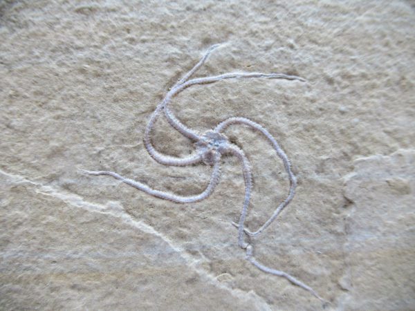 Genuine Jurassic Age Brittle Star Fossil for Sale from Germian #48a