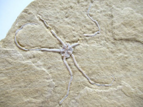 Genuine Jurassic Age Brittle Star Fossil for Sale from Germian #48b