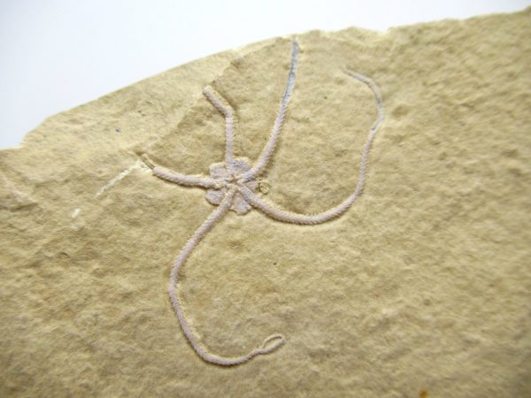 Genuine Jurassic Age Brittle Star Fossil for Sale from Germian #48c