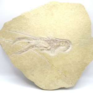 Genuine Jurassic Age Solnhofen Mecochirus Lobster Fossil for Sale from Germian #54