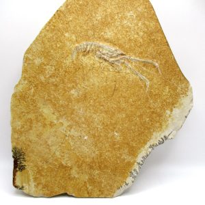 Genuine Jurassic Age Solnhofen Mecochirus Lobster Fossil for Sale from Germian #55