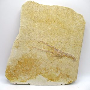 Genuine Jurassic Age Solnhofen Mecochirus Lobster Fossil for Sale from Germian #56