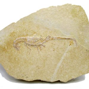 Genuine Jurassic Age Solnhofen Mecochirus Lobster Fossil for Sale from Germian #57