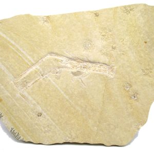 Genuine Jurassic Age Solnhofen Mecochirus Lobster Fossil for Sale from Germian #59