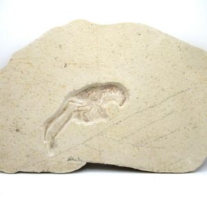 Genuine Jurassic Age Solnhofen Mecochirus Lobster Fossil for Sale from Germian #60