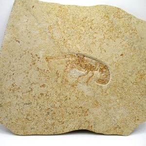 Genuine Jurassic Age Solnhofen Mecochirus Lobster Fossil for Sale from Germian #61