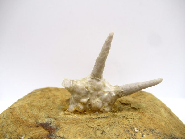 Genuine Mississippian Age Burlington Formation Crinoid Fossil for Sale #110d