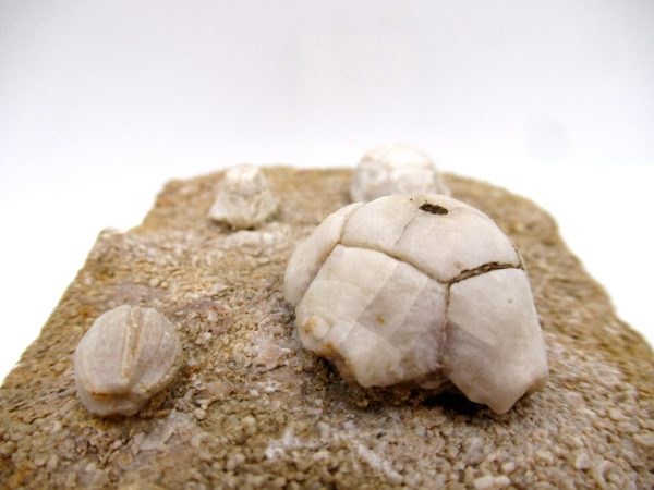 Crinoid Fossils for Sale - Burlington #94 - Image 3