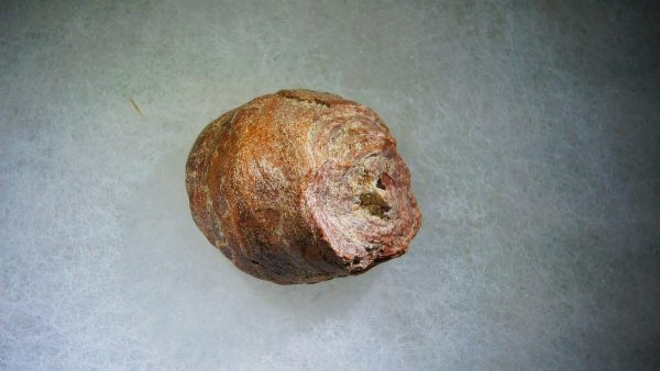 Genuine Cretaceous Age Fish or Shark Coprolite Fossil for Sale from Morocco #25