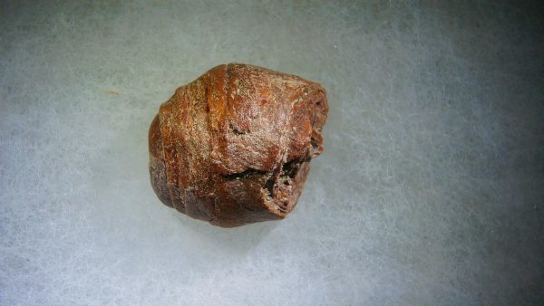 Genuine Cretaceous Age Fish or Shark Coprolite Fossil for Sale from Morocco #25a