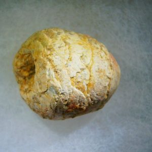 Genuine Cretaceous Age Fish or Shark Coprolite Fossil for Sale from Morocco #26