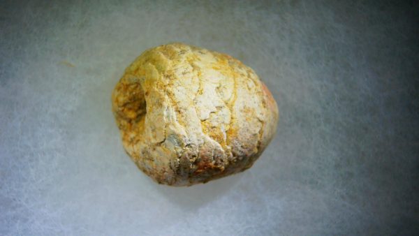 Genuine Cretaceous Age Fish or Shark Coprolite Fossil for Sale from Morocco #26