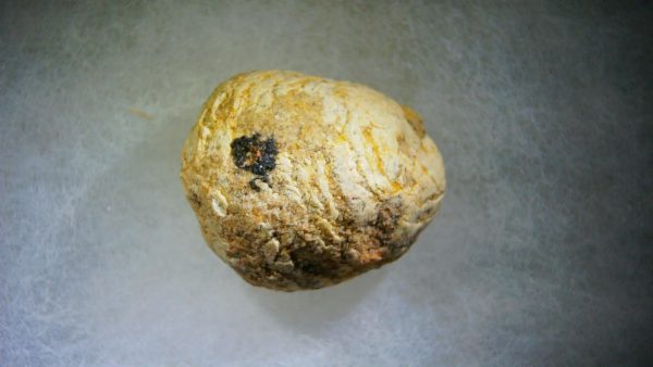 Genuine Cretaceous Age Fish or Shark Coprolite Fossil for Sale from Morocco #26a