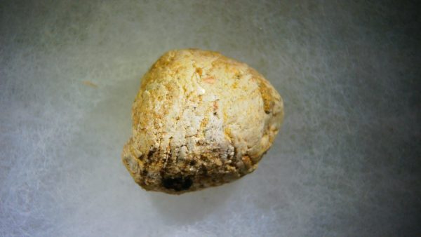 Genuine Cretaceous Age Fish or Shark Coprolite Fossil for Sale from Morocco #26b