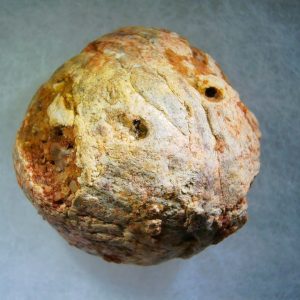 Genuine Cretaceous Age Fish or Shark Coprolite Fossil for Sale from Morocco #27