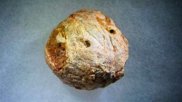 Genuine Cretaceous Age Fish or Shark Coprolite Fossil for Sale from Morocco #27