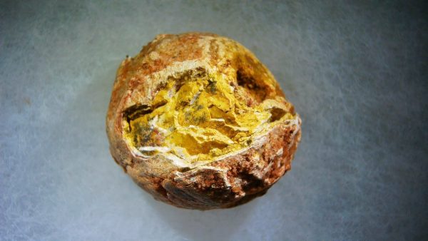 Genuine Cretaceous Age Fish or Shark Coprolite Fossil for Sale from Morocco #27a