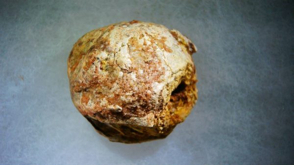 Genuine Cretaceous Age Fish or Shark Coprolite Fossil for Sale from Morocco #27b