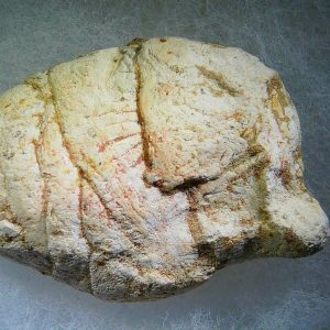 Genuine Cretaceous Age Fish or Shark Coprolite Fossil for Sale from Morocco #28