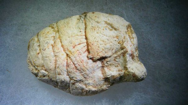 Genuine Cretaceous Age Fish or Shark Coprolite Fossil for Sale from Morocco #28