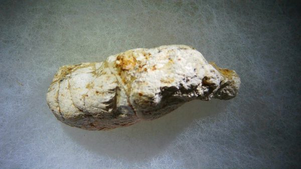 Genuine Cretaceous Age Fish or Shark Coprolite Fossil for Sale from Morocco #28a