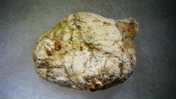 Genuine Cretaceous Age Fish or Shark Coprolite Fossil for Sale from Morocco #28b