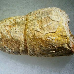 Genuine Cretaceous Age Fish or Shark Coprolite Fossil for Sale from Morocco #29