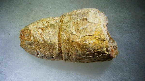 Genuine Cretaceous Age Fish or Shark Coprolite Fossil for Sale from Morocco #29