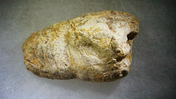 Genuine Cretaceous Age Fish or Shark Coprolite Fossil for Sale from Morocco #29a