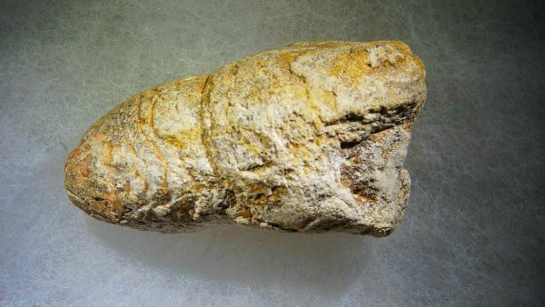 Genuine Cretaceous Age Fish or Shark Coprolite Fossil for Sale from Morocco #29b