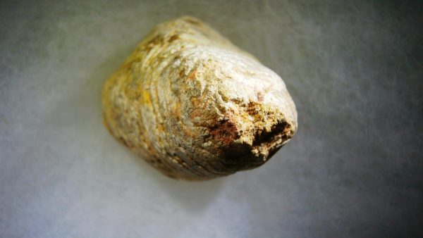 Genuine Cretaceous Age Fish or Shark Coprolite Fossil for Sale from Morocco #29c