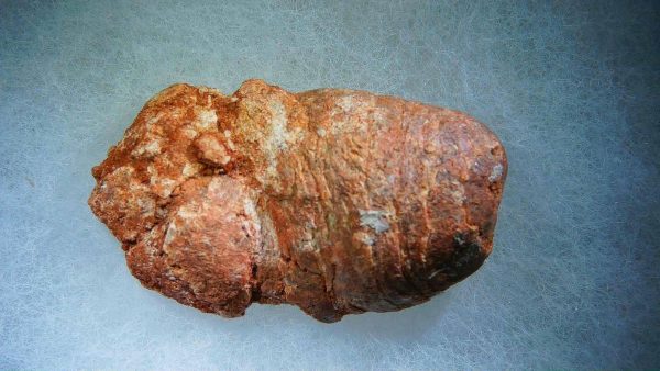 Genuine Cretaceous Age Fish or Shark Coprolite Fossil for Sale from Morocco #30