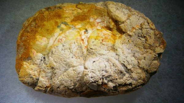 Genuine Cretaceous Age Fish or Shark Coprolite Fossil for Sale from Morocco #31