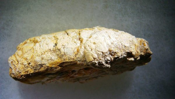 Genuine Cretaceous Age Fish or Shark Coprolite Fossil for Sale from Morocco #31a