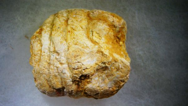 Genuine Cretaceous Age Fish or Shark Coprolite Fossil for Sale from Morocco #32b