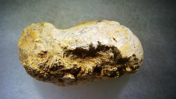 Genuine Cretaceous Age Fish or Shark Coprolite Fossil for Sale from Morocco #33a