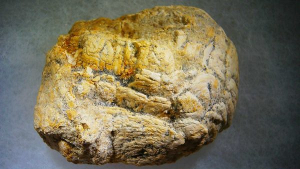 Genuine Cretaceous Age Fish or Shark Coprolite Fossil for Sale from Morocco #33b