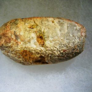 Genuine Cretaceous Age Fish or Shark Coprolite Fossil for Sale from Morocco #34