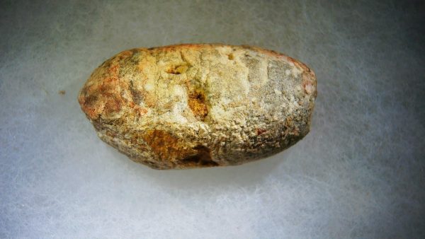 Genuine Cretaceous Age Fish or Shark Coprolite Fossil for Sale from Morocco #34