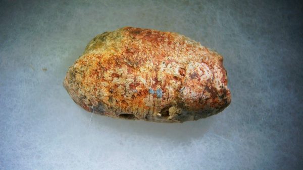 Genuine Cretaceous Age Fish or Shark Coprolite Fossil for Sale from Morocco #34a