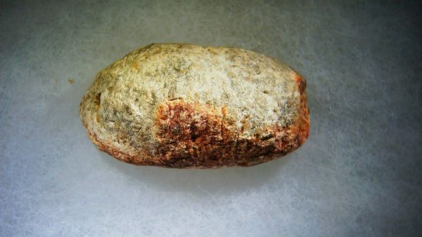 Genuine Cretaceous Age Fish or Shark Coprolite Fossil for Sale from Morocco #34b