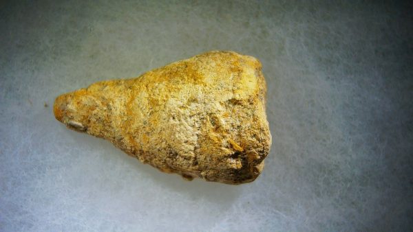 Genuine Cretaceous Age Fish or Shark Coprolite Fossil for Sale from Morocco #35a