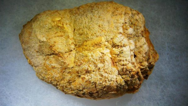 Genuine Cretaceous Age Fish or Shark Coprolite Fossil for Sale from Morocco #36b