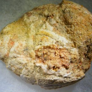 Genuine Cretaceous Age Fish or Shark Coprolite Fossil for Sale from Morocco #37