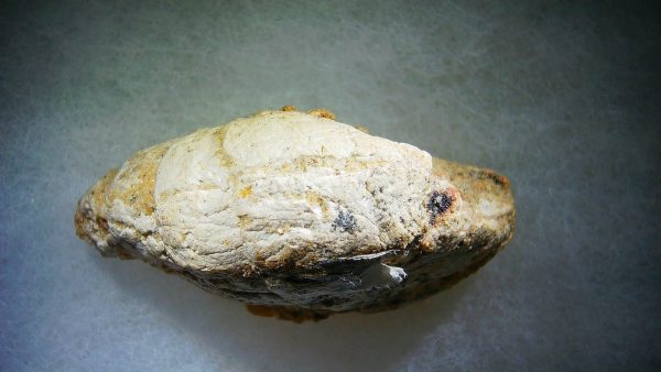 Genuine Cretaceous Age Fish or Shark Coprolite Fossil for Sale from Morocco #37a